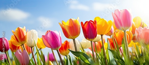 Tulips a bulbous spring flowering plant of the lily family with boldly colored cup shaped flowers Flower tulips background Beautiful view tulips under sunlight landscape at the middle of spring photo