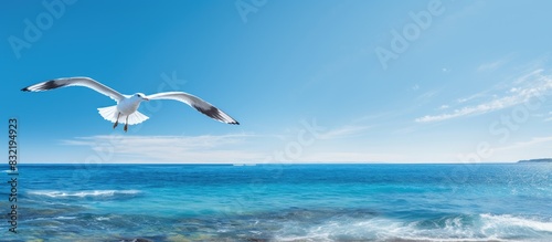 Seagull on sea. Creative banner. Copyspace image