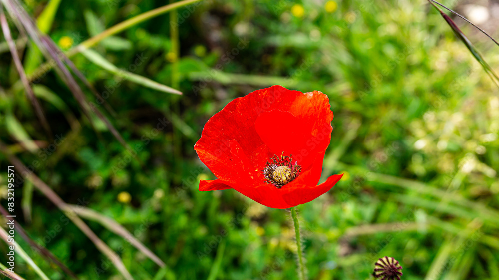 Poppy in a forest in northern Spain Poppy in a forest in northern Spain