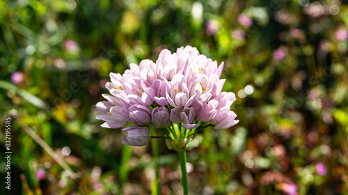 Rosy garlic in a forest in northern Spain