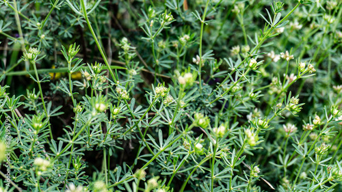 Galium anisophyllon in a forest in northern Spain photo