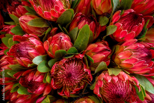 A vibrant collection of red and green protea flowers, clustered tightly together, showcasing their intricate petal patterns and lush foliage. photo