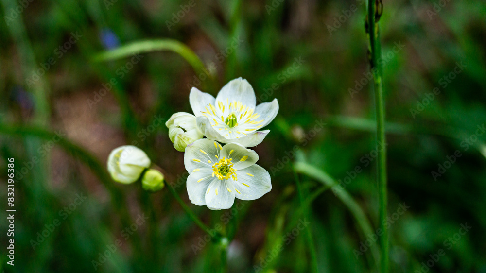 Anemone flaccida in a forest in northern Spain Anemone flaccida in a forest in northern Spain