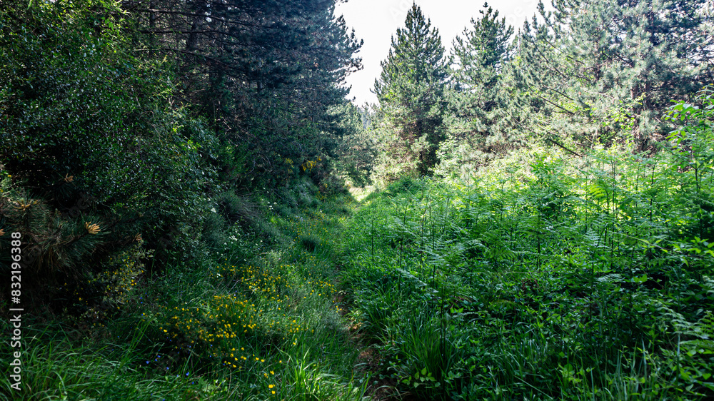 Walking through the middle of a forest in northern Spain Walking through the middle of a forest in northern Spain