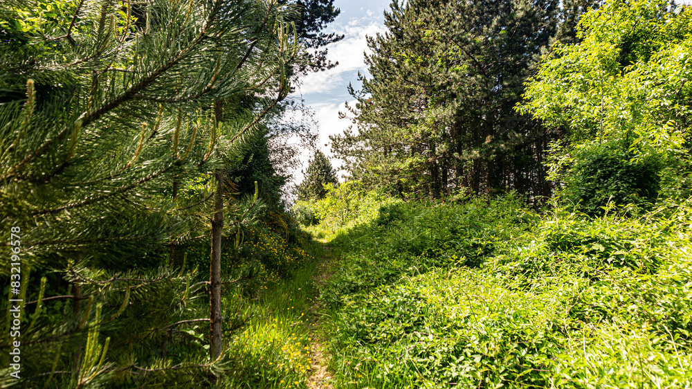 Walking through the middle of a forest in northern Spain Walking through the middle of a forest in northern Spain