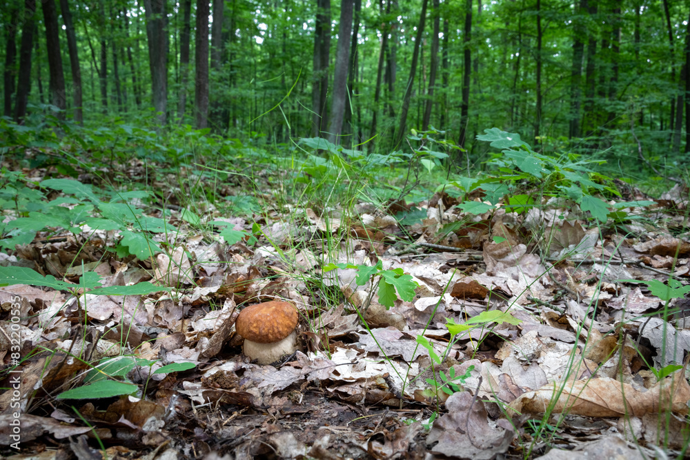 Spring green oak forest with edible summer cep Spring green oak forest with edible summer cep