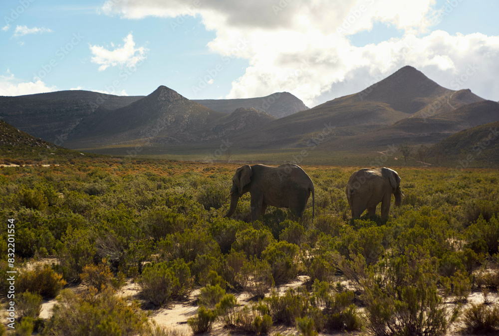 Two elephants walk through a sunlit savanna with a backdrop of rolling mountains under a cloudy sky. Two elephants walk through a sunlit savanna with a backdrop of rolling mountains under a cloudy sky.