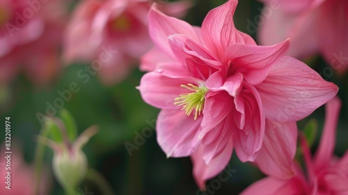 Close up image of a pink Aquilegia vulgaris flower in full bloom in the garden