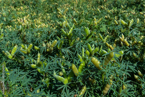 agricultural plantings of lupine. Growing lupine pea plants on a green field