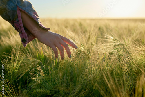 A young woman hand gently touching the tips of green wheat in a field during golden hour, with sunlight casting warm tones over the scene.