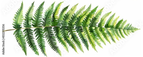 Elegant botanical illustration of a fern leaf  isolated white background  high detail  natural beauty