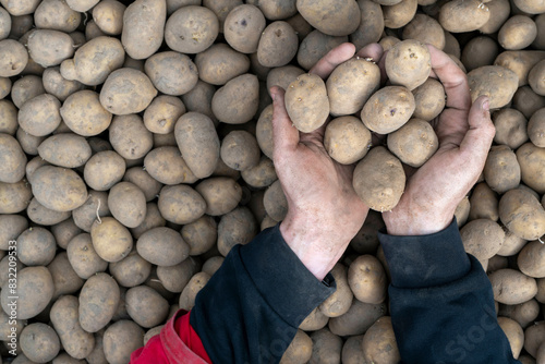 Hands holding potatoes above a large pile of freshly harvested potatoes. photo