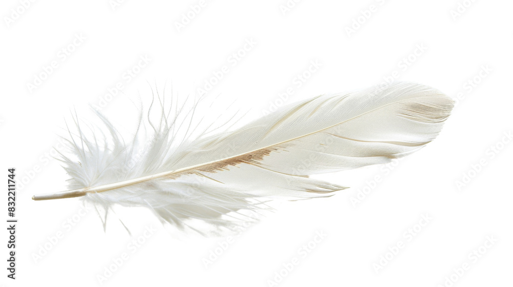 Obraz premium White bird feather