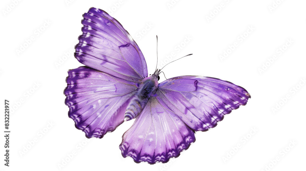 Obraz premium Violet butterfly