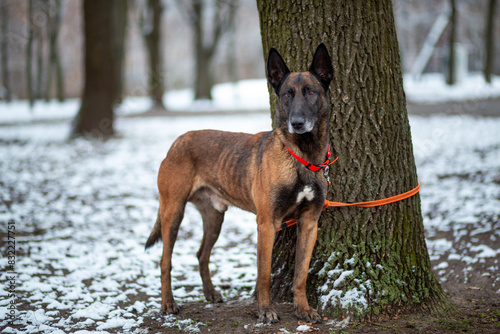 An old Malinois waiting for his owner at the Thick Oak photo