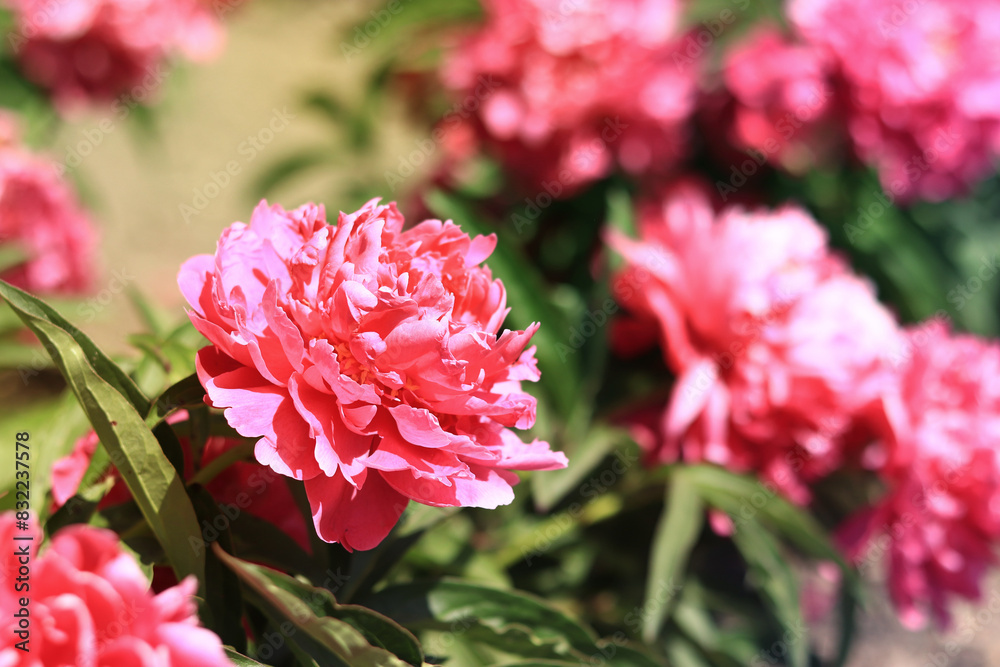 Pink peony flowers in the park. Flowers outdoors. Close-up of pink lush flowers. Natural floral background Pink peony flowers in the park. Flowers outdoors. Close-up of pink lush flowers. Natural floral background