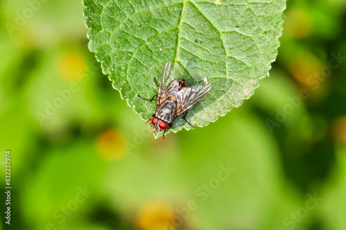 Macro photo of a large black fly with red eyes photo