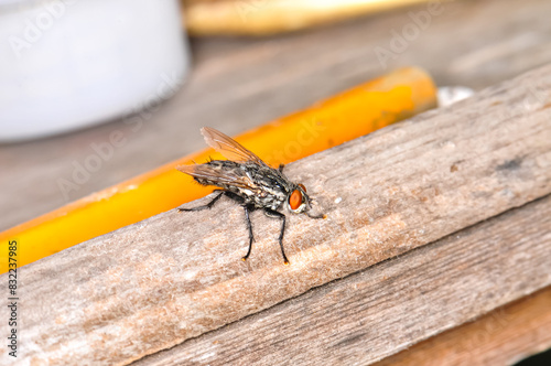 Macro photo of a large black fly with red eyes photo