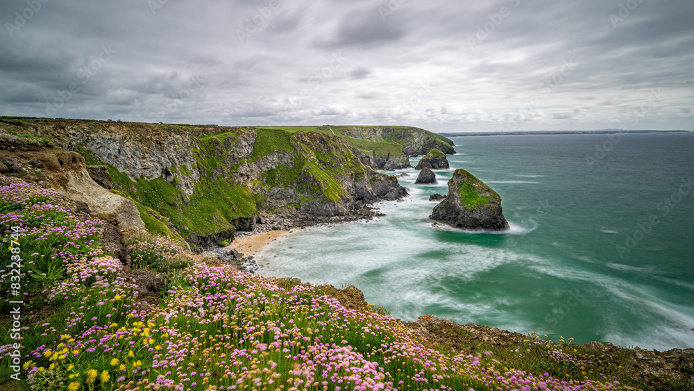 Obraz premium wildflowers cover the shoreline and cliffs along the coast in cornwall