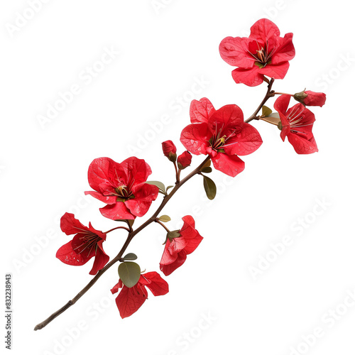 Branch of red flower isolated on white background