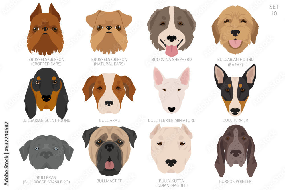 Obraz premium Dog head in alphabet order. All dog breeds. Colour vector design