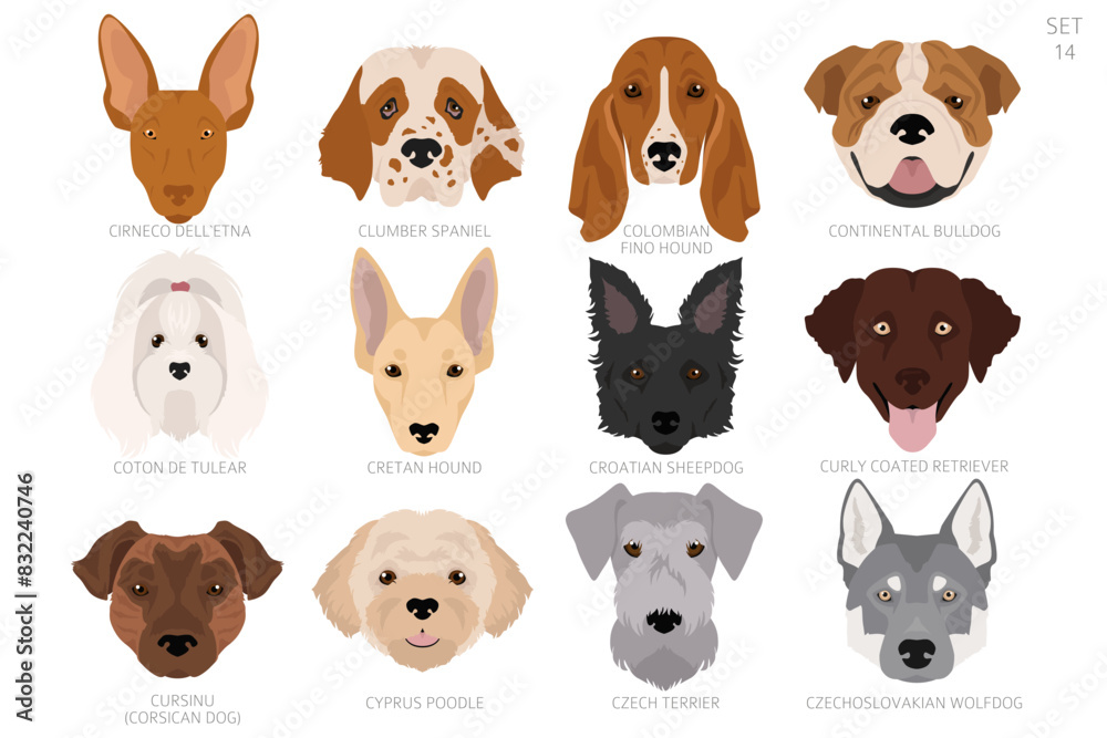 Obraz premium Dog head in alphabet order. All dog breeds. Colour vector design