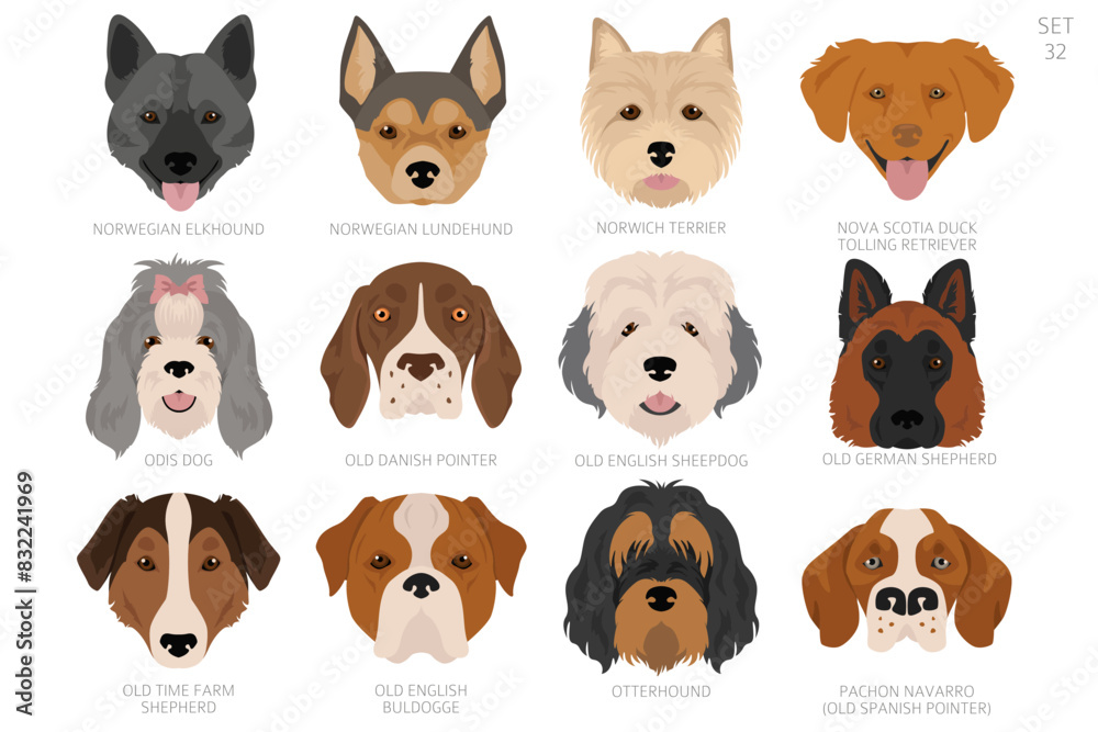 Dog head in alphabet order. All dog breeds. Colour vector design Dog head in alphabet order. All dog breeds. Colour vector design