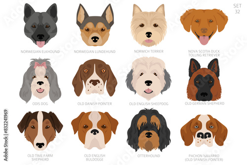 Dog head in alphabet order. All dog breeds. Colour vector design