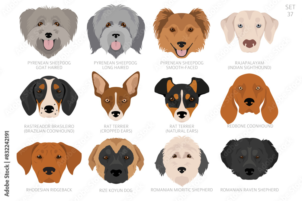 Dog head in alphabet order. All dog breeds. Colour vector design