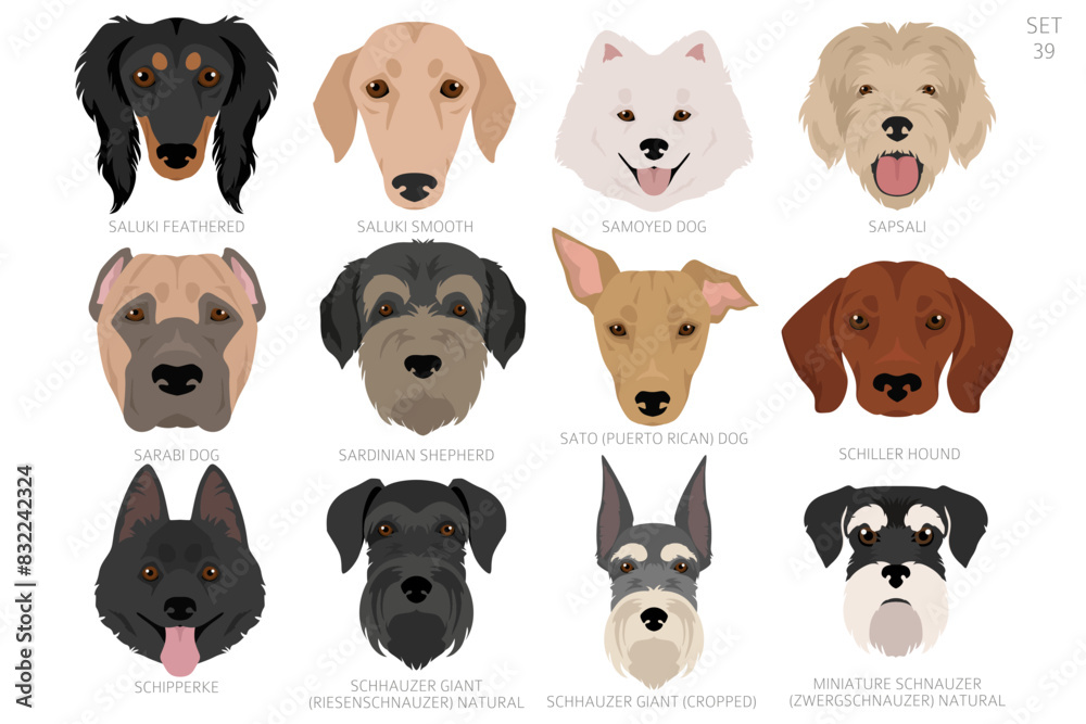 Obraz premium Dog head in alphabet order. All dog breeds. Colour vector design