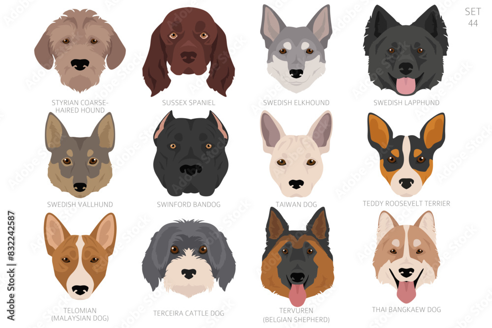 Dog head in alphabet order. All dog breeds. Colour vector design