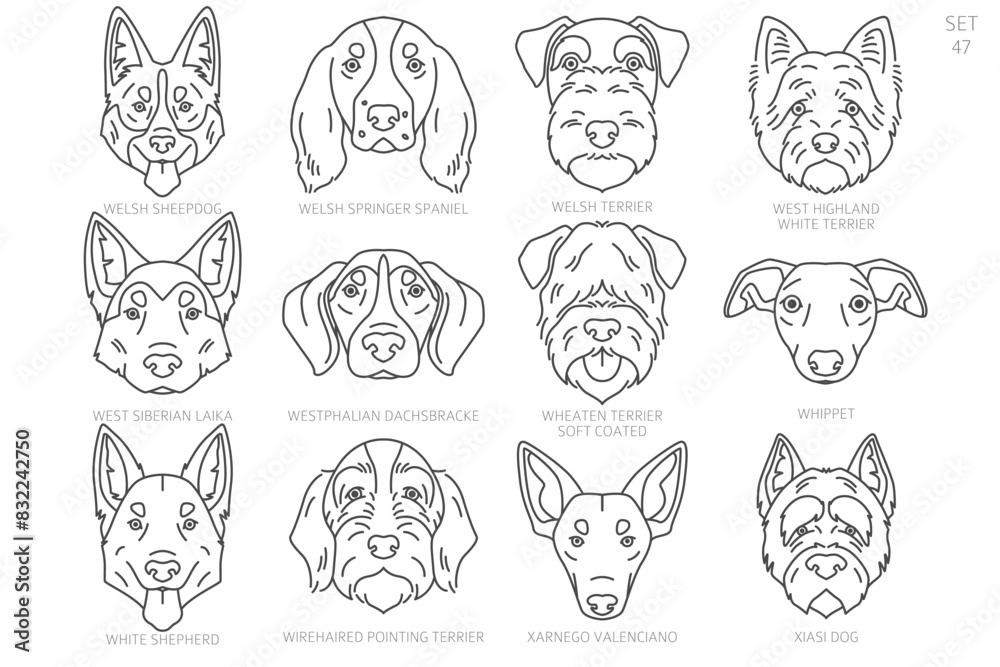 Dog head Silhouettes in alphabet order. All dog breeds. Simple line vector design