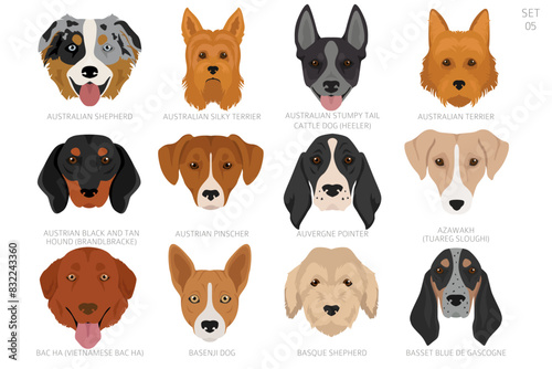 Dog head in alphabet order. All dog breeds. Colour vector design