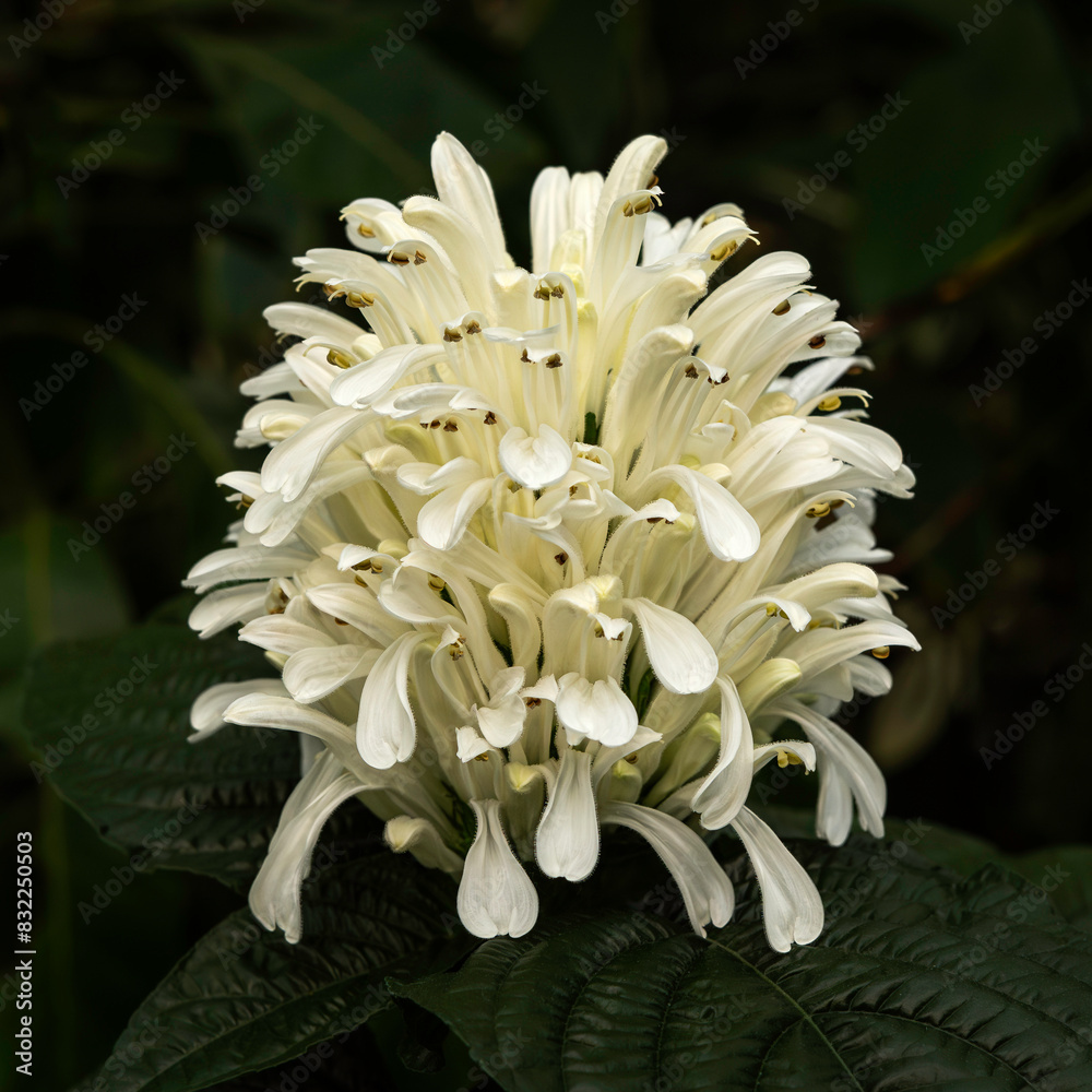 Justicia Carnea - Brazilian Plume