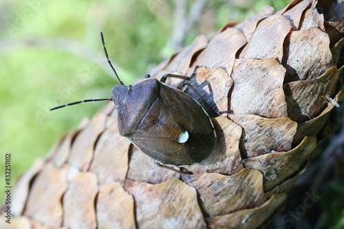 Foto Chlorochroa pinicola, a shieldbug from Finland, no common English name