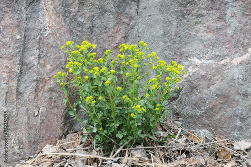 Barbarea vulgaris, commonly known as Wintercress, Garden yellowrocket, Herb barbara or Yellow rocketcress, wild spring flower from Finland. photo