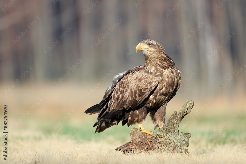 A large bird of prey stands on a stump in a meadow on a sunny day against the background of birches A large bird of prey stands on a stump in a meadow on a sunny day against the background of birches