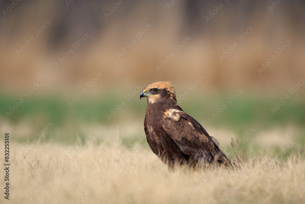 A female harrier sitting in a meadow on a sunny day