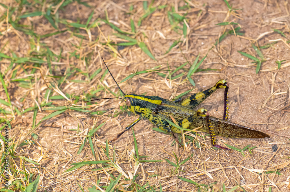 Macro photo of a large grasshopper in Thailand Macro photo of a large grasshopper in Thailand