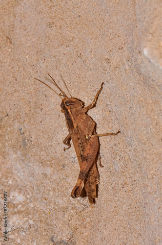 Macro photo of a large grasshopper in Thailand © glebantiy