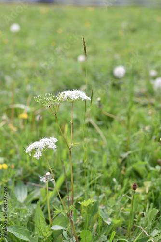 Meadow flowers ( anthriscus ) close up