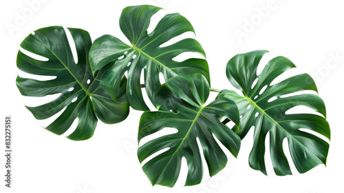 Tropical leaf