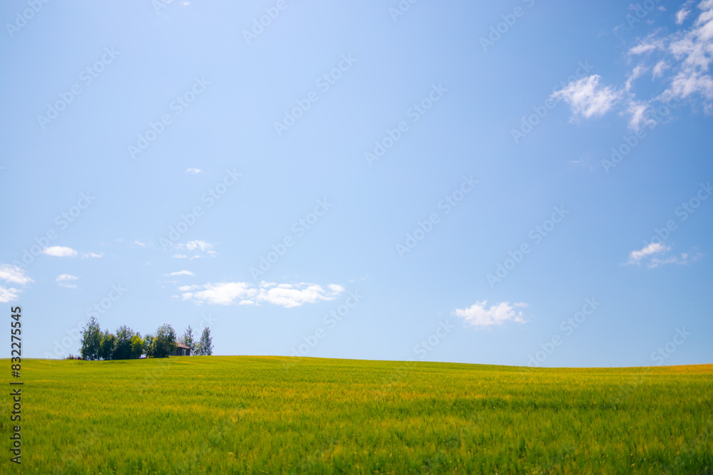Green and yellow fields under clear blue skies, a group of trees and a small house in the background Green and yellow fields under clear blue skies, a group of trees and a small house in the background