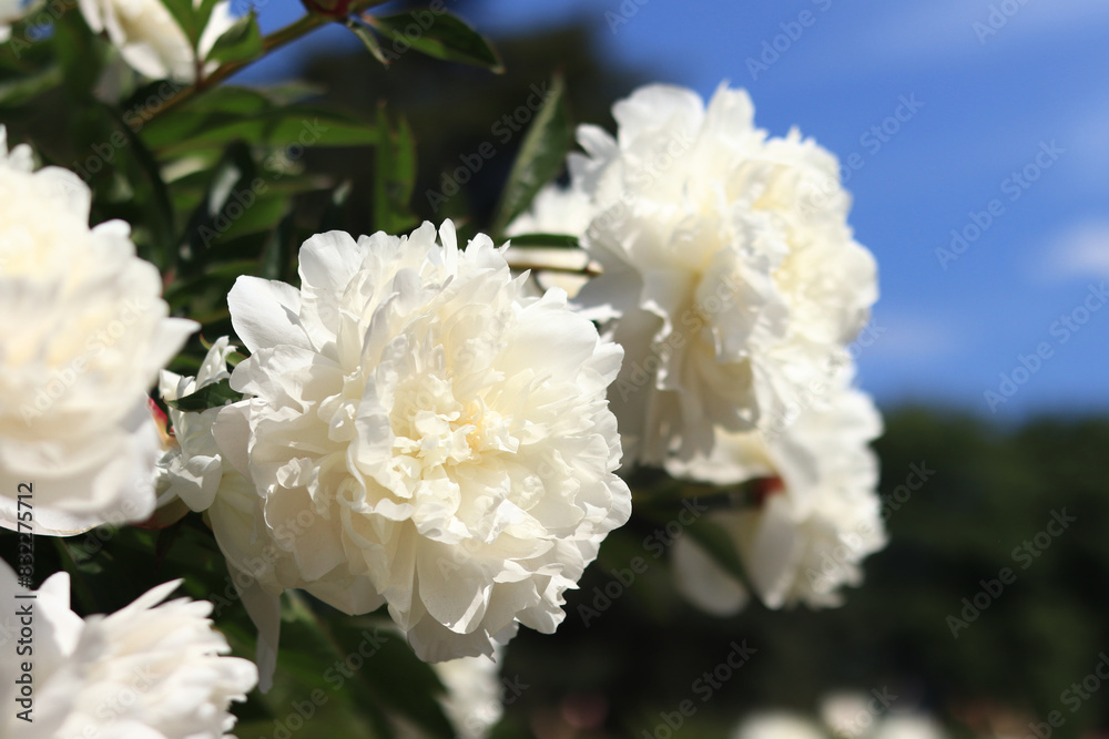 White peony flowers against the sky. Large peony flowers. Peonies are a type of herbaceous perennial plant. Flowers in the open air. Close-up of white flowers White peony flowers against the sky. Large peony flowers. Peonies are a type of herbaceous perennial plant. Flowers in the open air. Close-up of white flowers