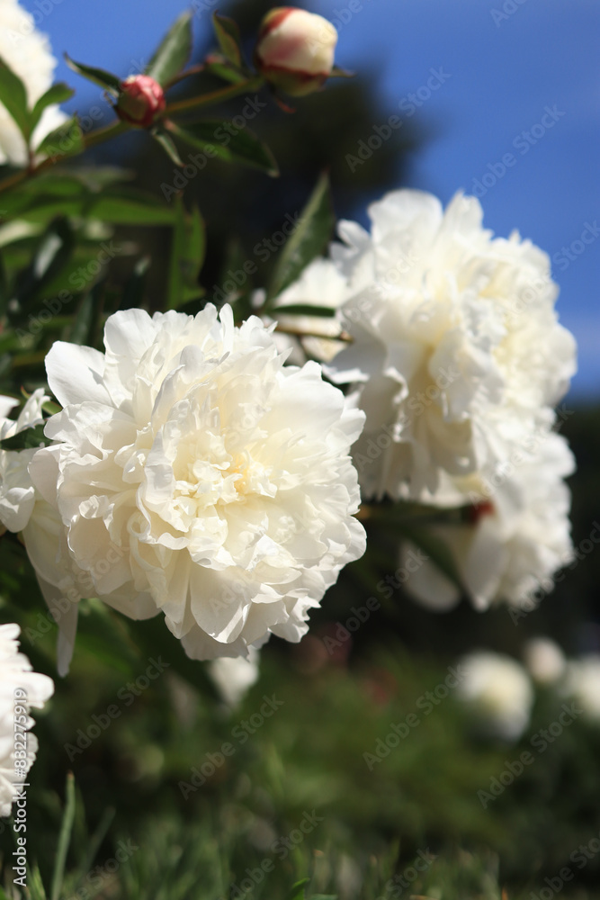 White peony flowers in the park. Large peony flowers. Flowers outdoors. Close-up of white flowers. Natural floral background. Peonies are a type of herbaceous perennial plant White peony flowers in the park. Large peony flowers. Flowers outdoors. Close-up of white flowers. Natural floral background. Peonies are a type of herbaceous perennial plant