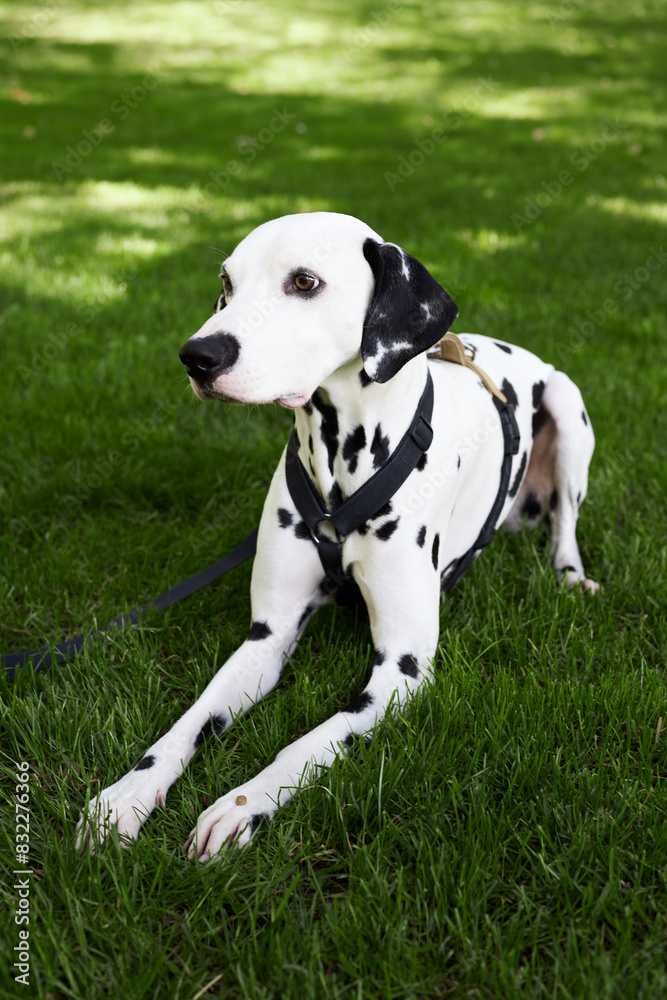 Adorable dalmatian dog outdoors in summer Adorable dalmatian dog outdoors in summer