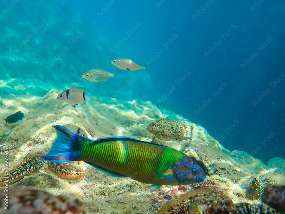 Obraz premium Ornate wrasse (Thalassoma pavo) undersea, thalassoma fish, Close up ornate wrasse fish underwater, Ornate Wrasse Thalassoma pavo in Mediterranean Sea in jijel Algeria North Africa, Mediterranean fish.