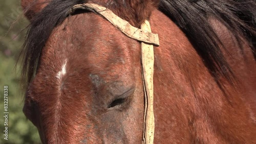 
Closeup of brown horse head with leather bridle. Equine. Domestic animal.