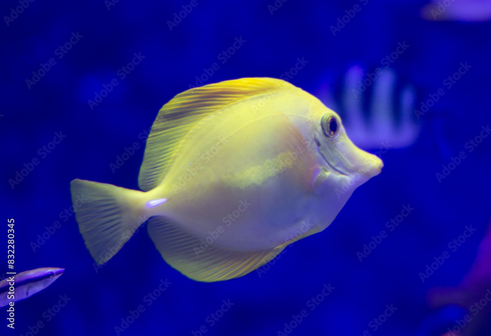 Yellow tang (Zebrasoma flavescens) fish swimming underwater in an aquarium