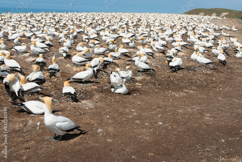 Gannet colony Cape Kidnappers NZ photo